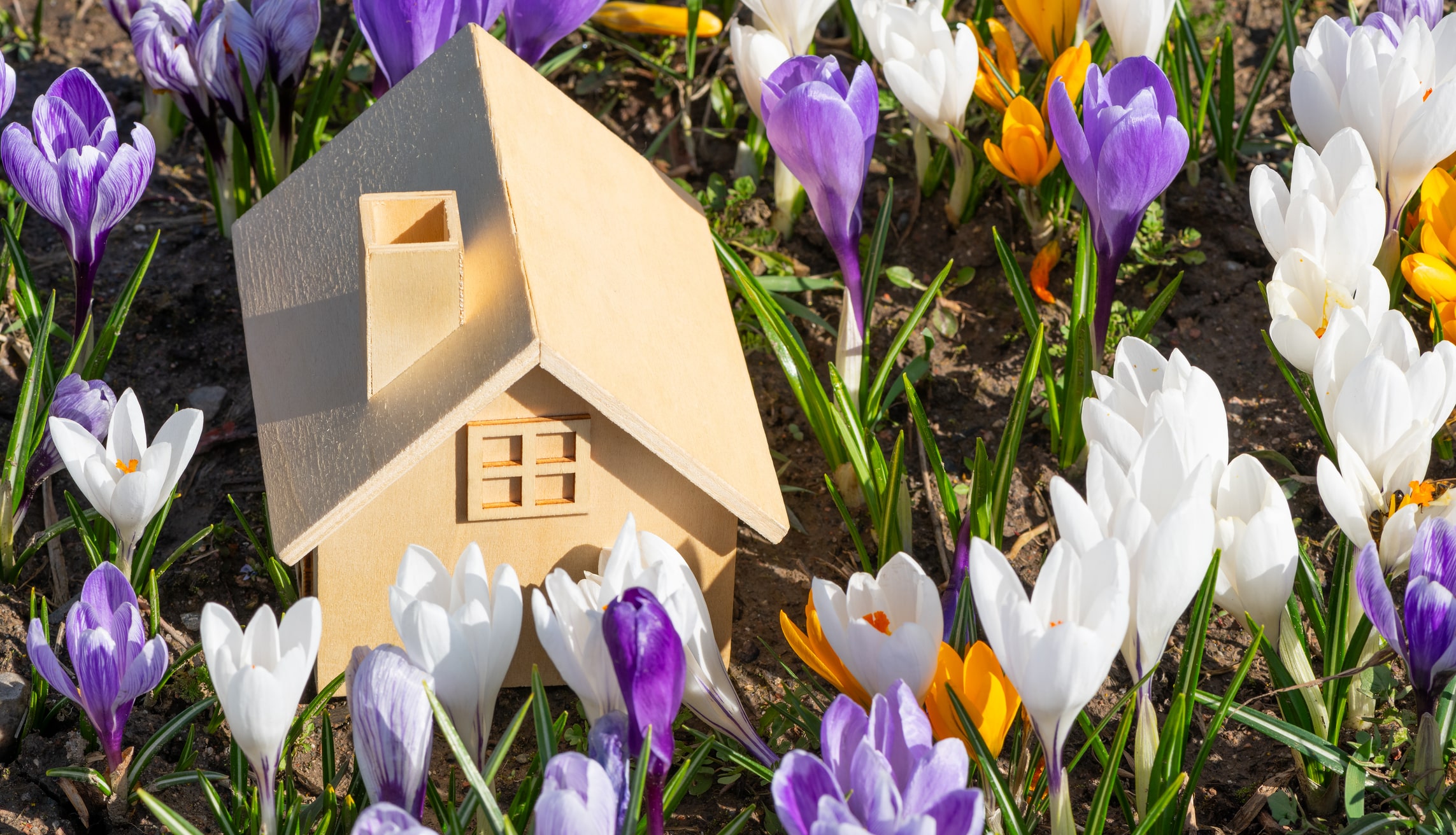 Symbolic wooden house among blooming crocuses on a spring morning