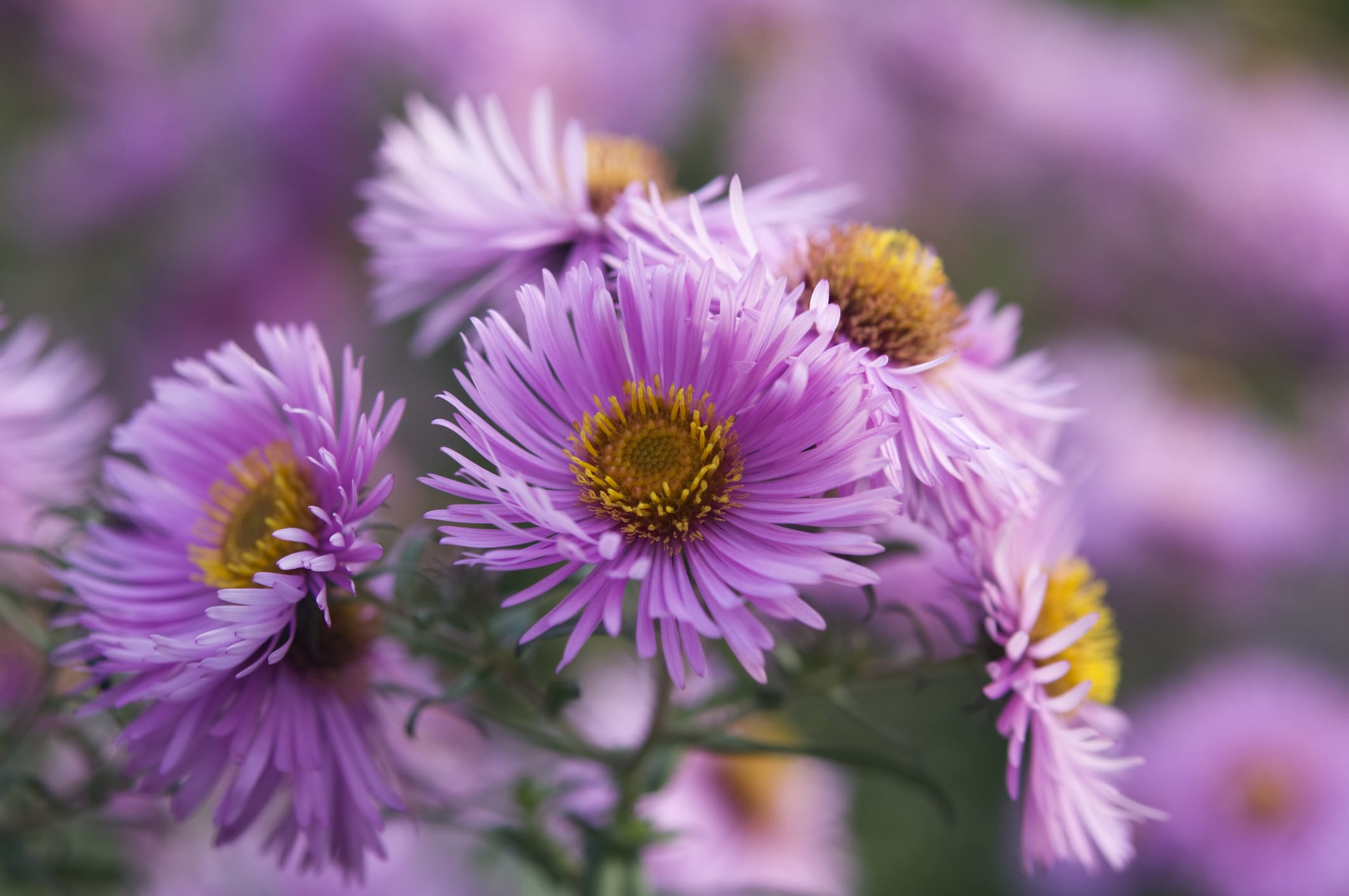Aster Flower