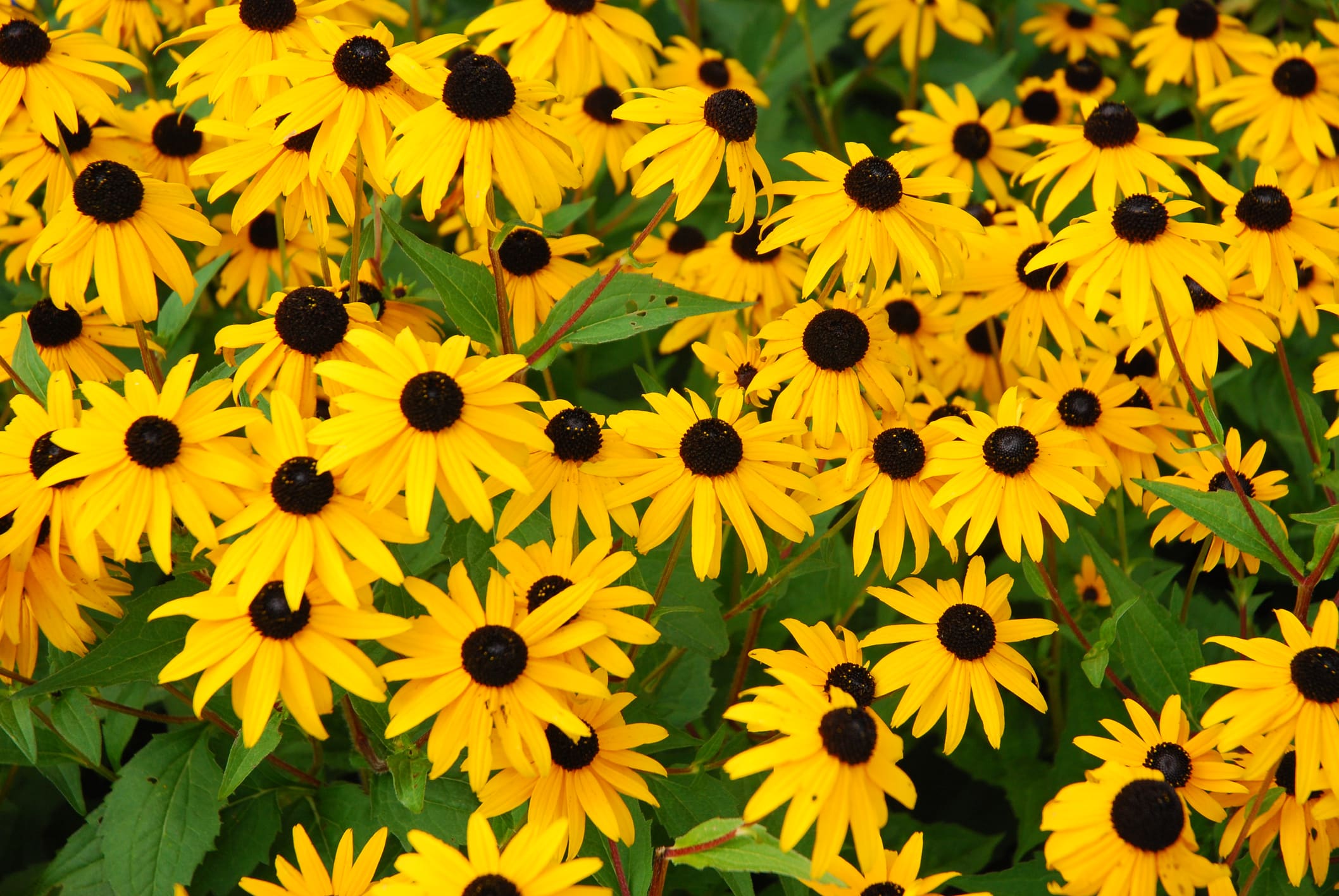 black eye susan's in a flower garden.