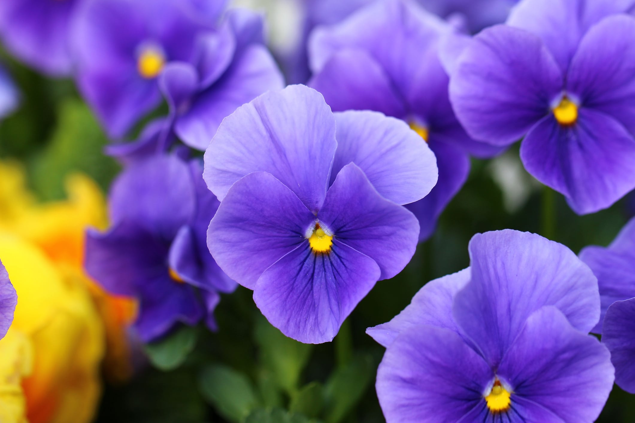Blue Violets Flowers