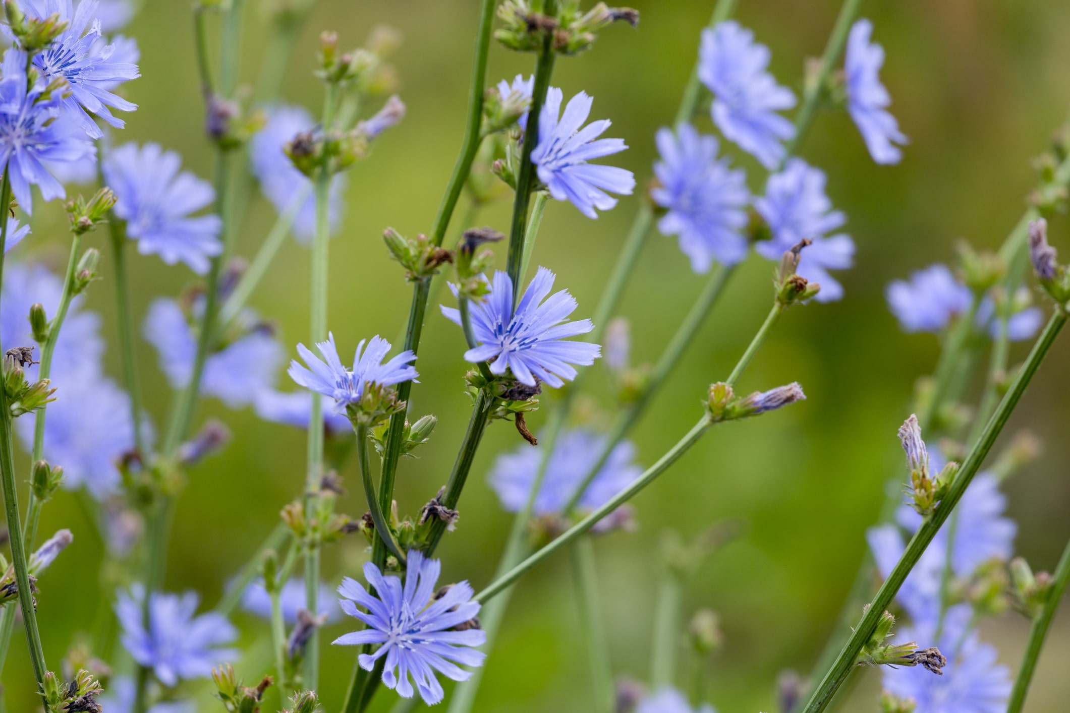 Chicory, wild flower and grasses on a field.