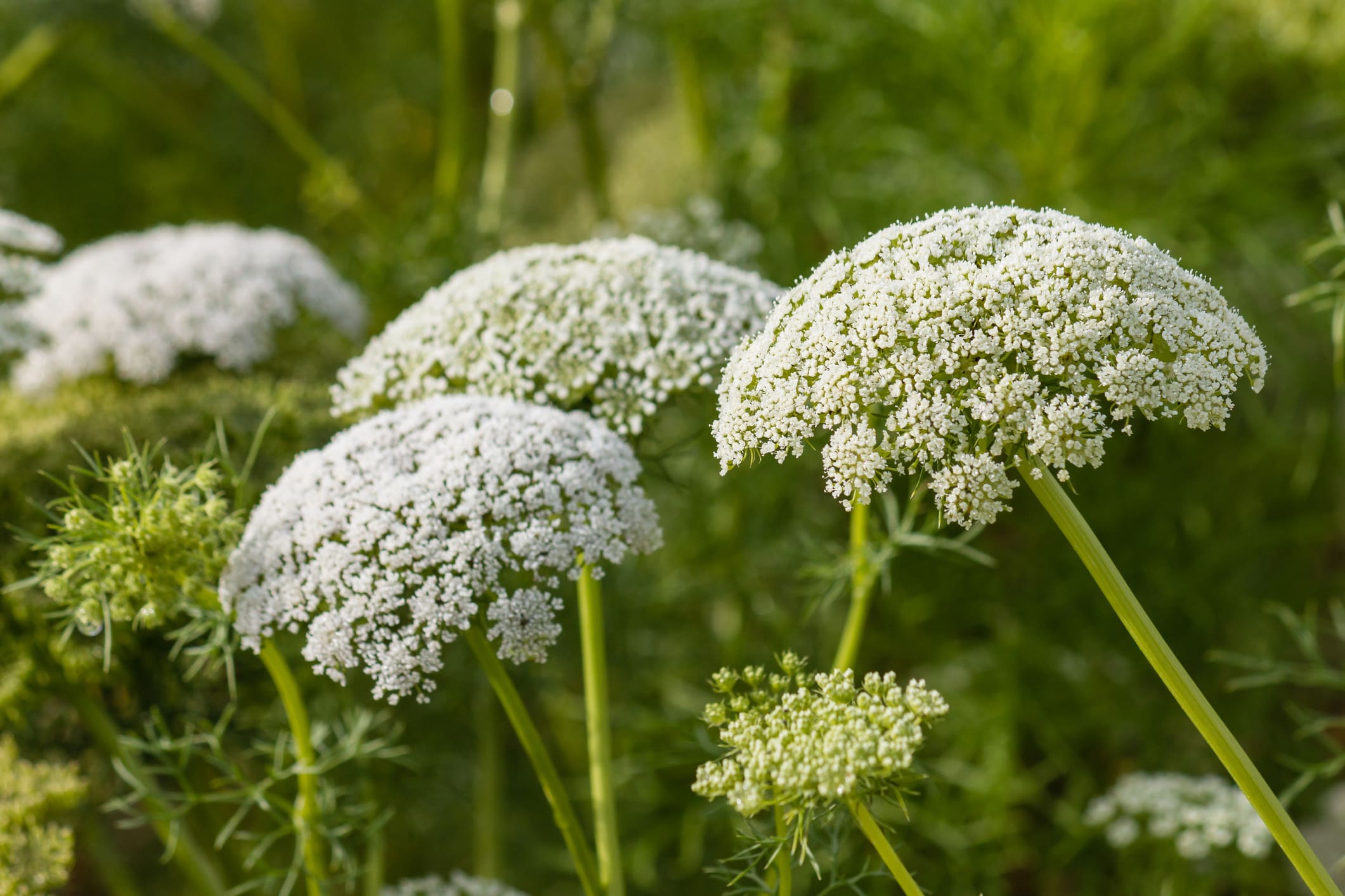 Queen Anne's Lace Flower