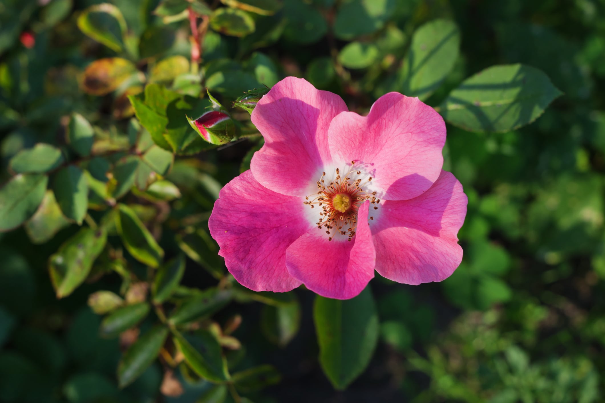 Blooming wild rose in the sunlight