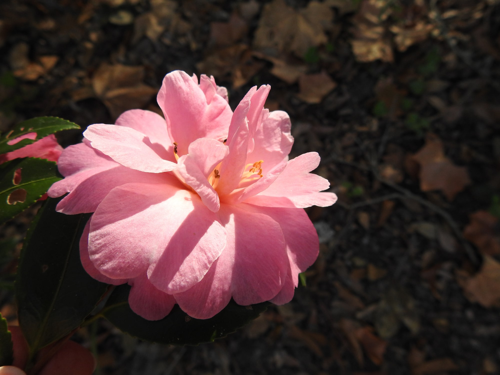 Chansonette Camellia