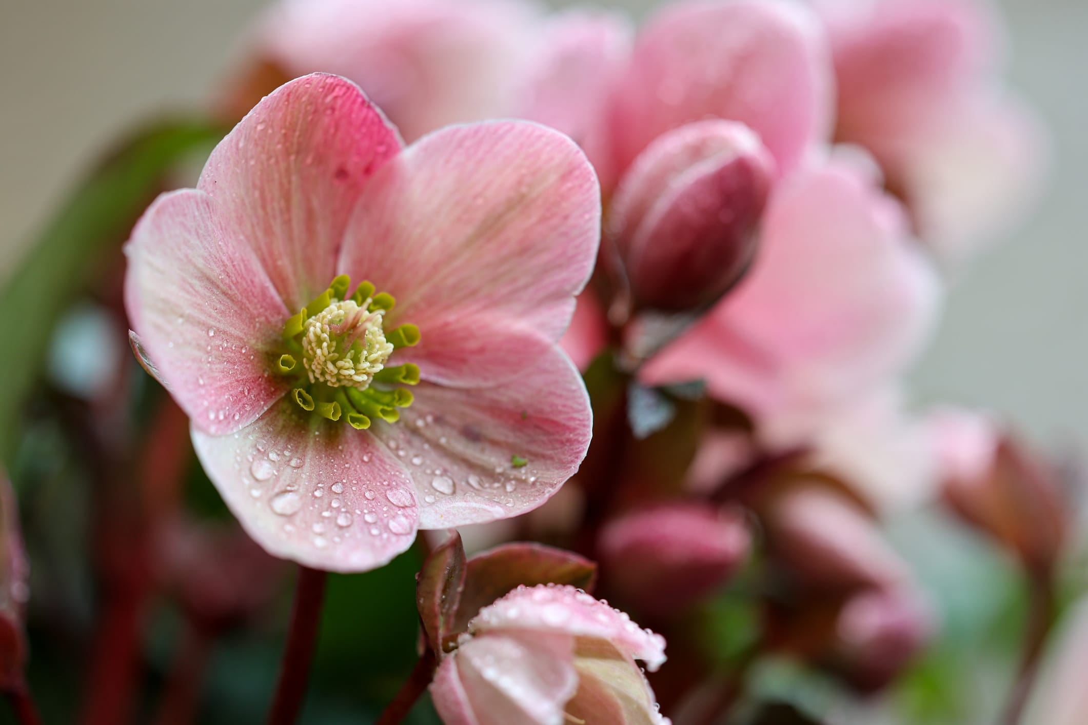 Hellebores Flower