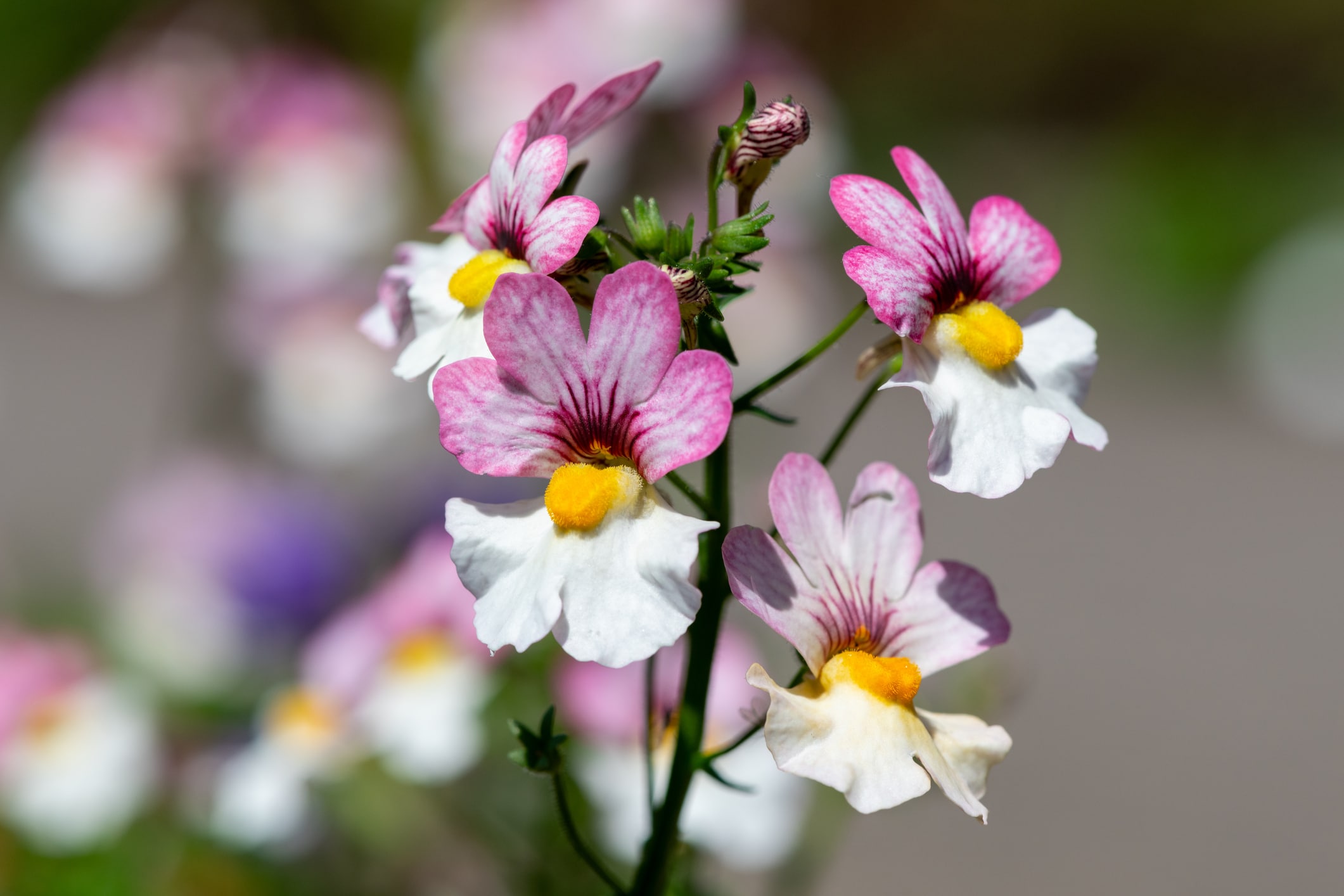 Close up of pink and white nemesia flowers in bloom