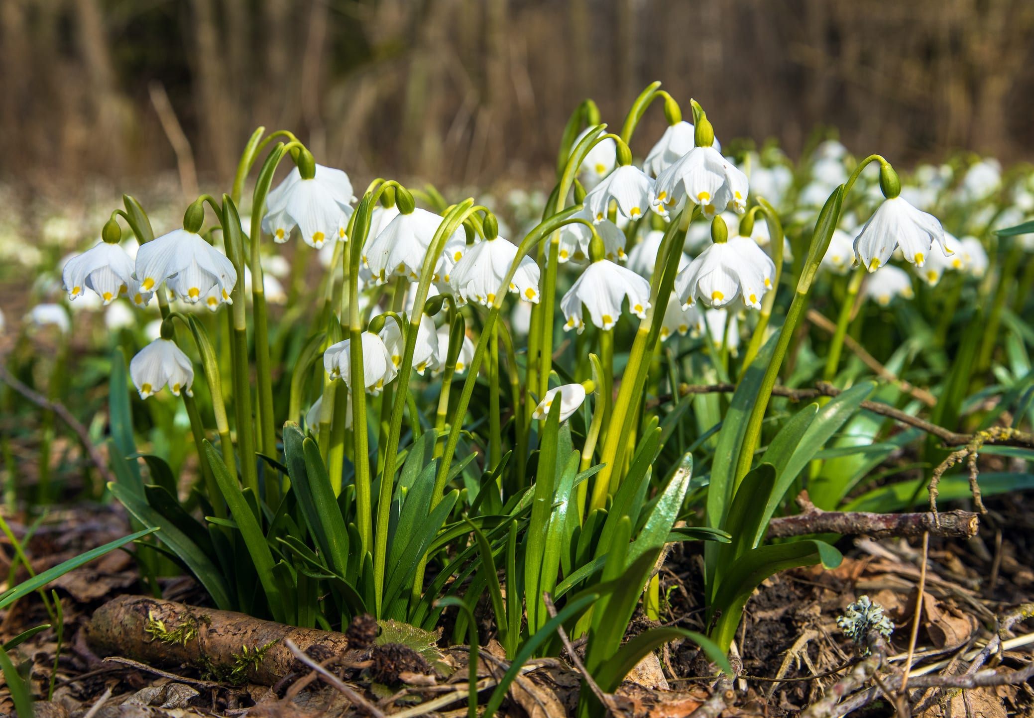 spring meadow with white flowering spring snowflakes flowers in latin leucojum vernum