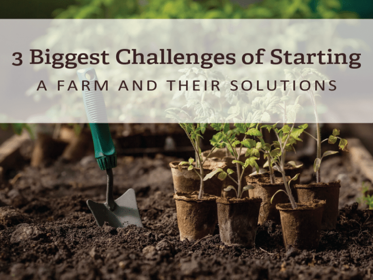 The challenges of starting a farm. Close-up of tomato seedlings in pots, a hand trowel, and soil.
