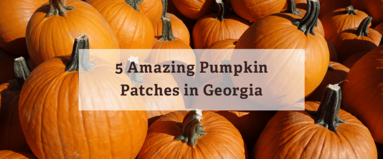 pumpkin patches georgia, rural land