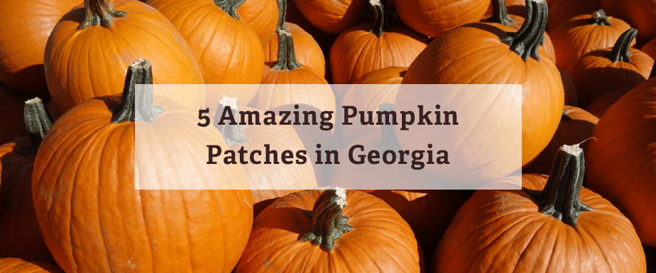 pumpkin patches georgia, rural land