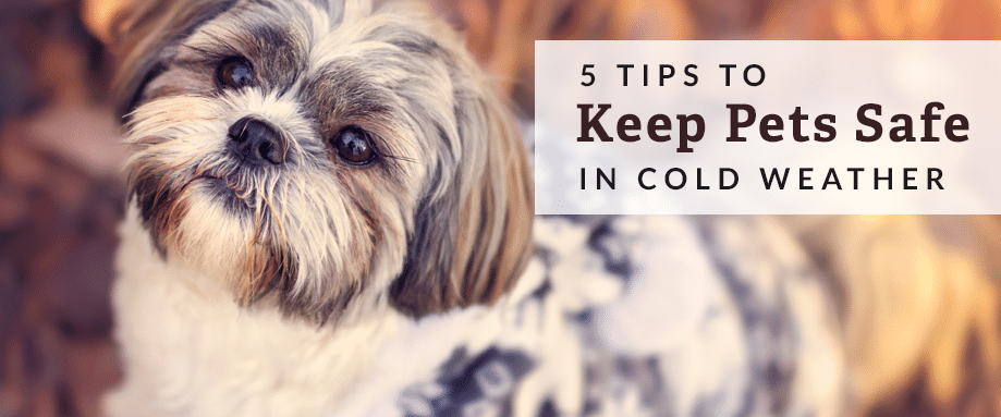 keep pets safe in cold weather