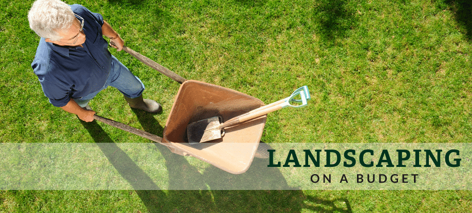 landscaping on a budget
