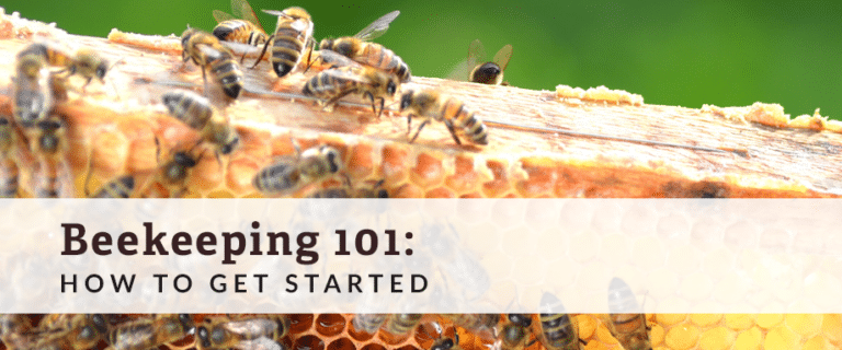 how to start beekeeping