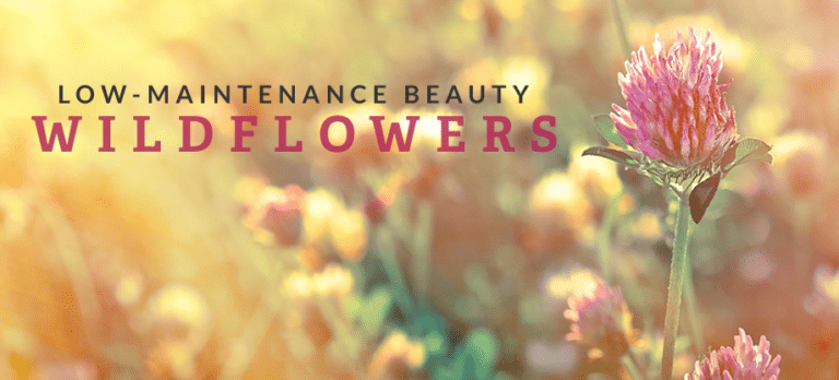 wildflower garden