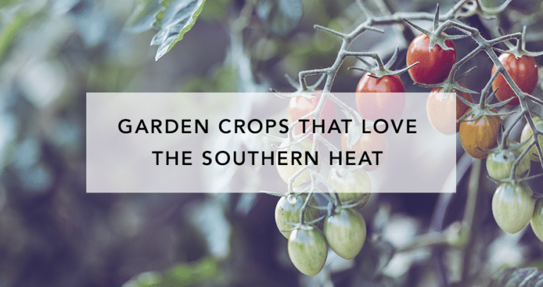 Perfect Meals with Your Final Garden Harvest