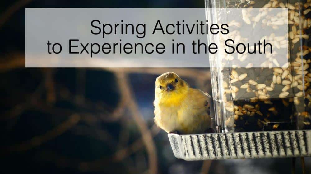 Spring Activities to Experience in the South