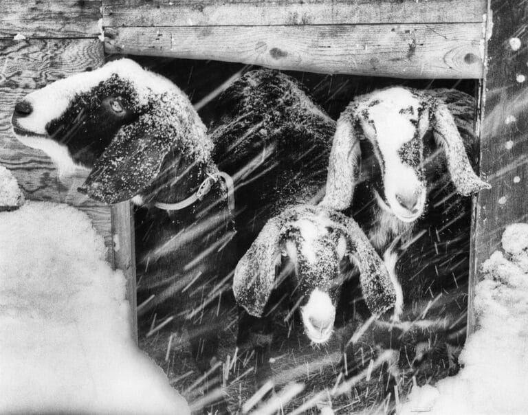 Goats looking out of shed in a driving snowstorm. Heavy snow is falling and goats have accumulated snow on their heads and ears. Snow is piled against side of shed. Snow is visible falling because of motion blur. Black and white image.