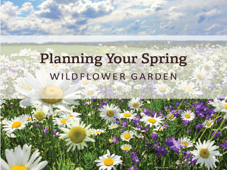 A photo of wildflowers