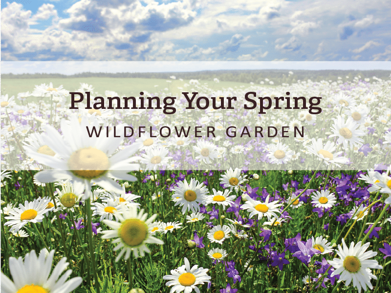 A photo of wildflowers