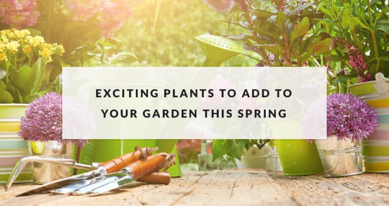 A photo of plants and garden tools
