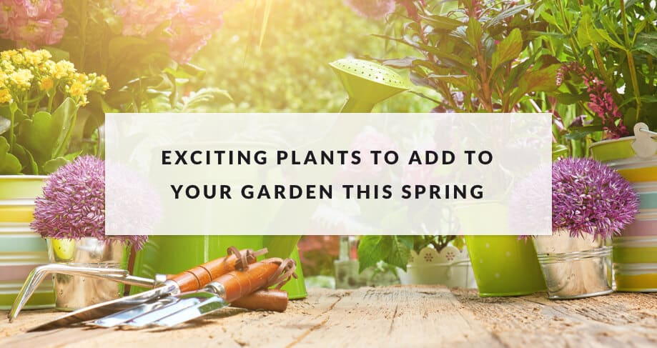A photo of plants and garden tools