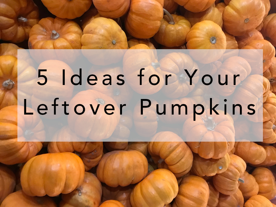 Blog title over a bed of bright orange pumpkins: 5 Ideas for Your Leftover Pumpkins