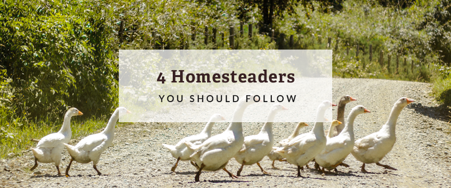 homesteaders to follow