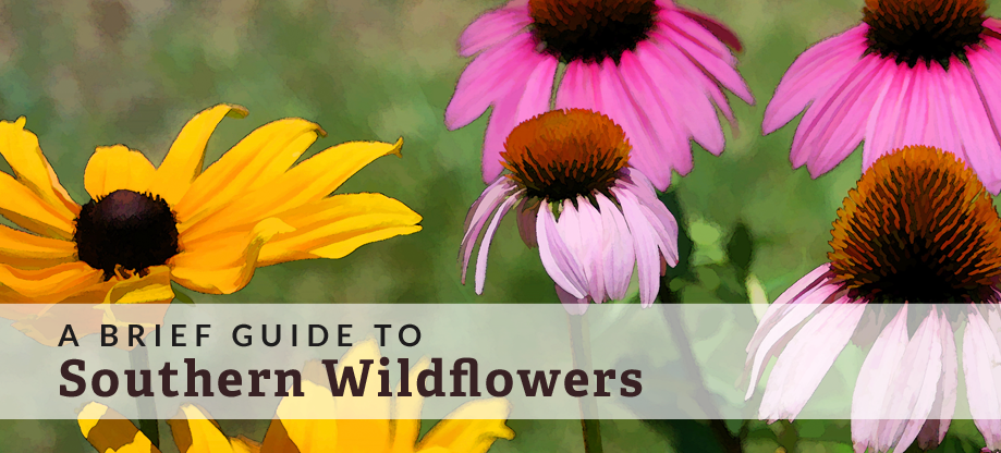 guide to southern wildflowers