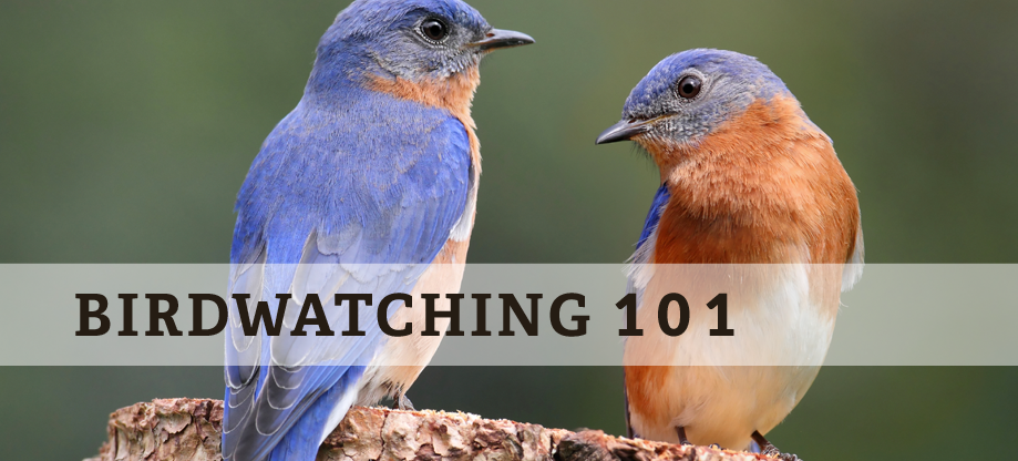 birdwatching tips