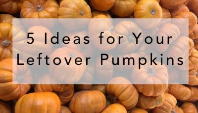 Blog title over a bed of bright orange pumpkins: 5 Ideas for Your Leftover Pumpkins