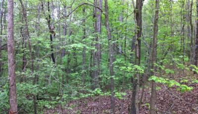 Hurdle Land for Sale in Greenville County, South Carolina