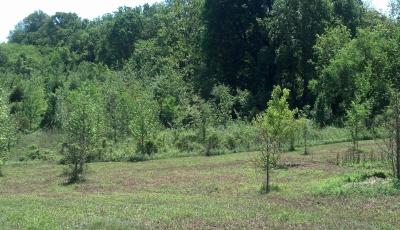Hurdle Land For Sale in Laurens County, South Carolina