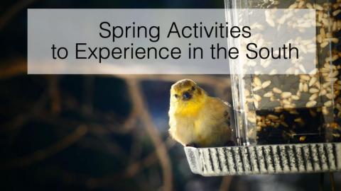 Spring Activities to Experience in the South