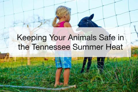 Keeping Your Animals Safe in the Tennessee Summer Heat