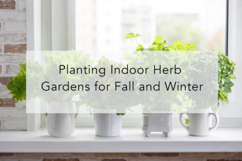 Planting Indoor Herb Gardens for Fall and Winter