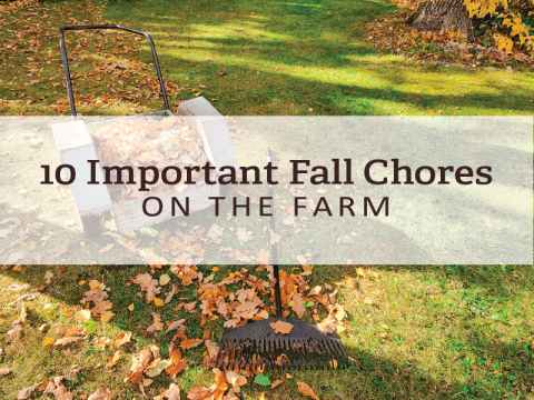Fall Chores