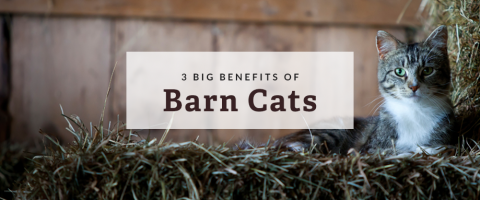 benefits of barn cats
