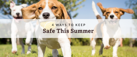 keep pets safe this summer