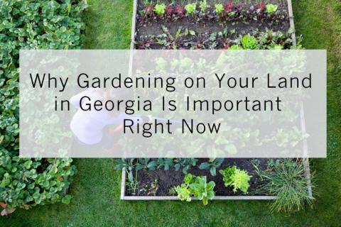 Why Gardening on Your Land in Georgia Is Important Right Now