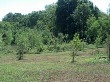 Hurdle Land For Sale in Laurens County, South Carolina