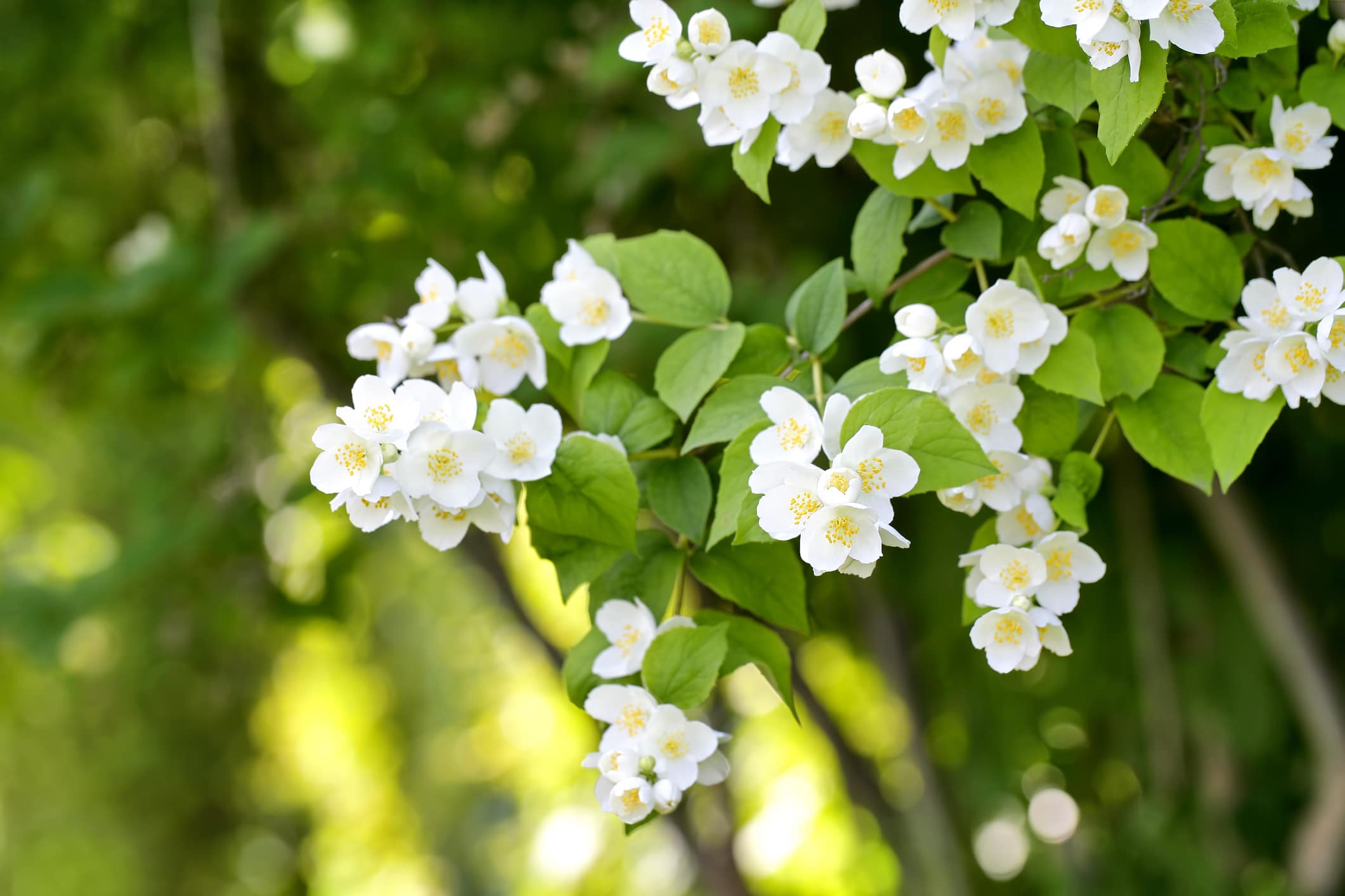 Winter Jasmine blossom